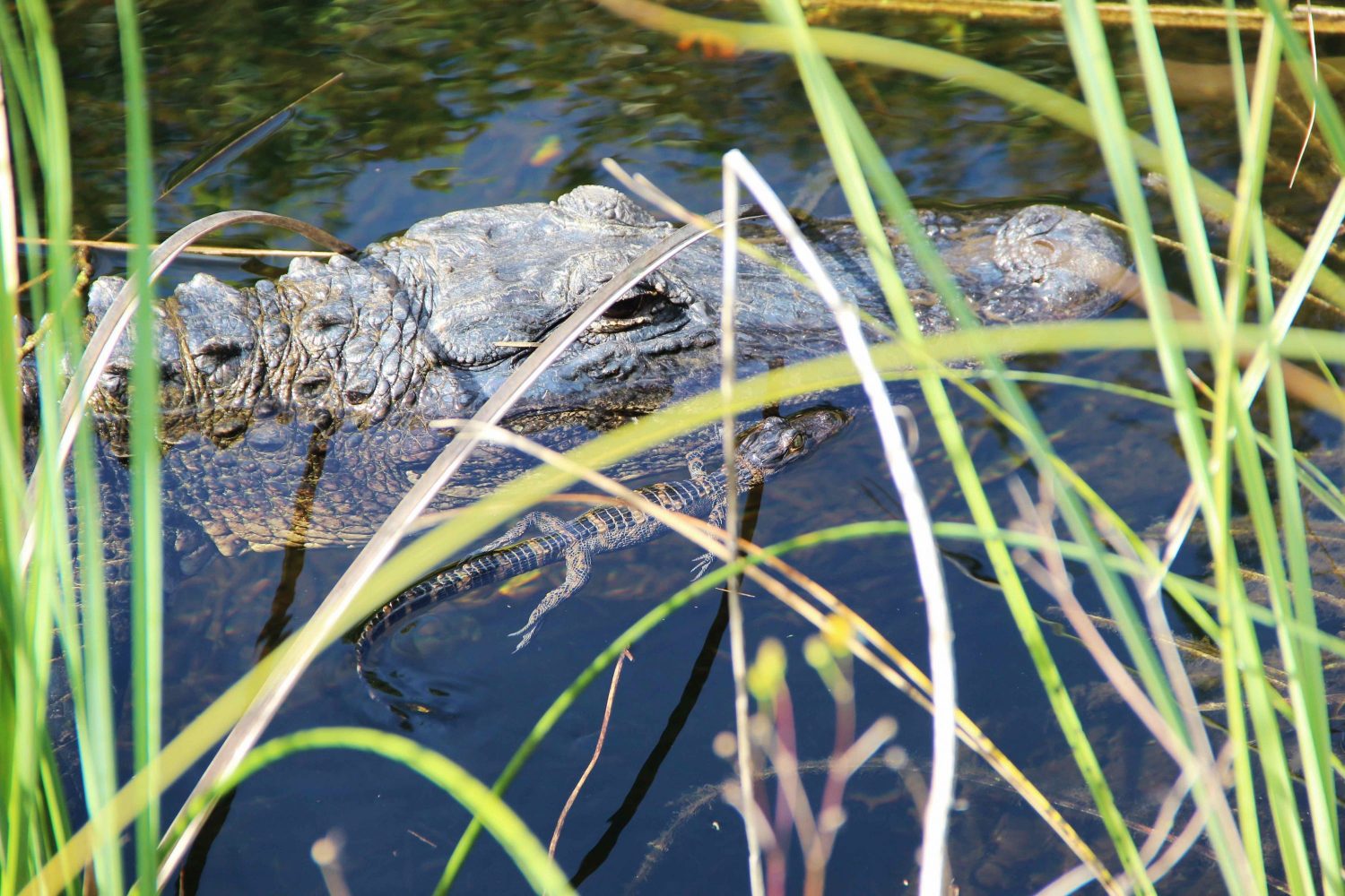 Comment visiter les Everglades ? | Miami Off Road