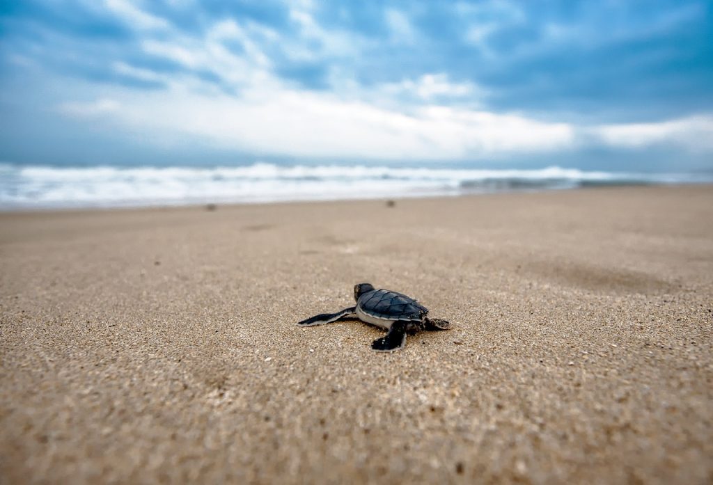 bébé tortue saison remise à l'eau